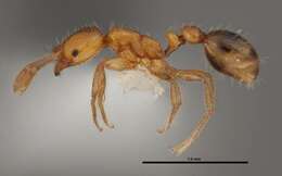 Image of Fire Ants and Thief Ants