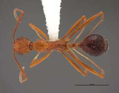 Image of Aphaenogaster boulderensis Smith 1941