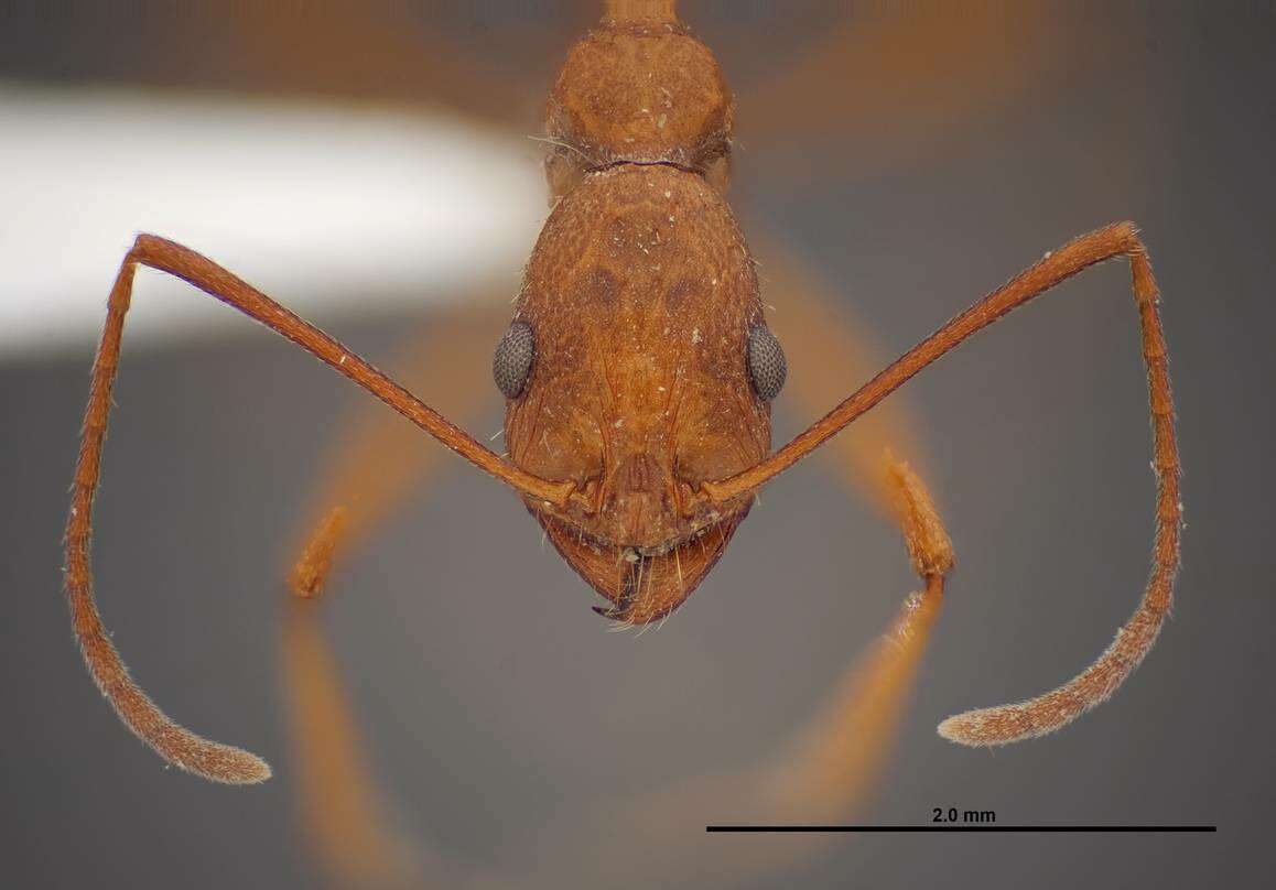 Image of Aphaenogaster boulderensis Smith 1941