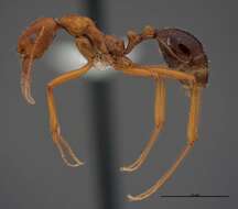 Image of Aphaenogaster boulderensis Smith 1941