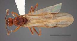 Image of Aphaenogaster huachucana Creighton 1934