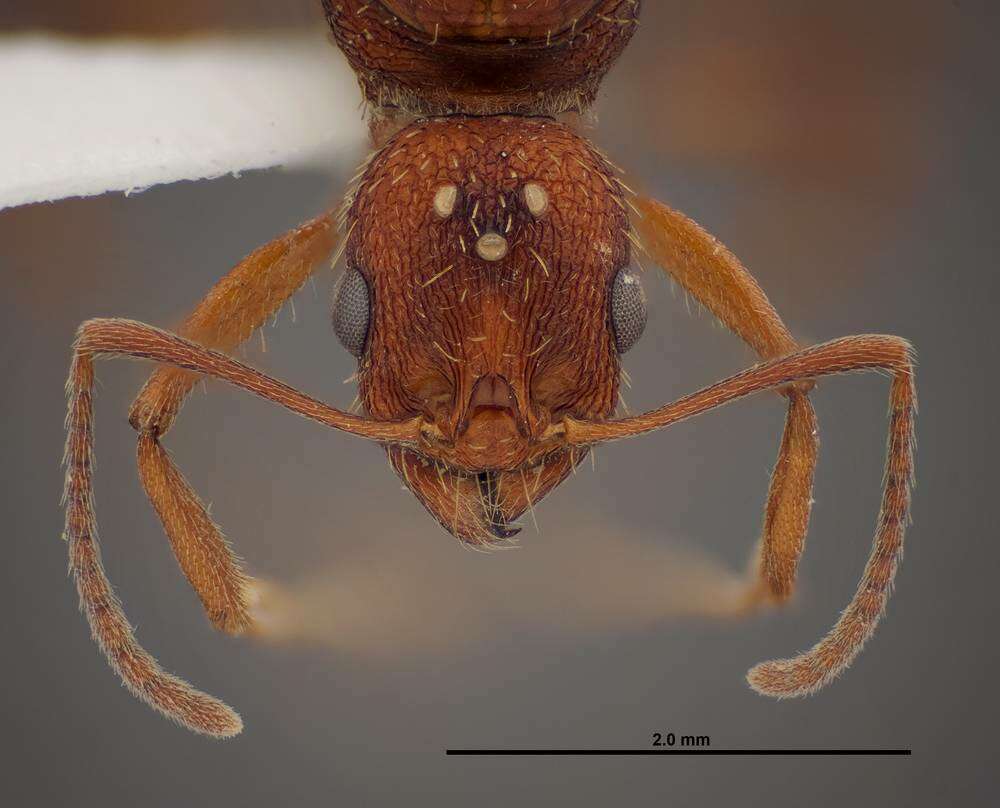 Image of Aphaenogaster huachucana Creighton 1934