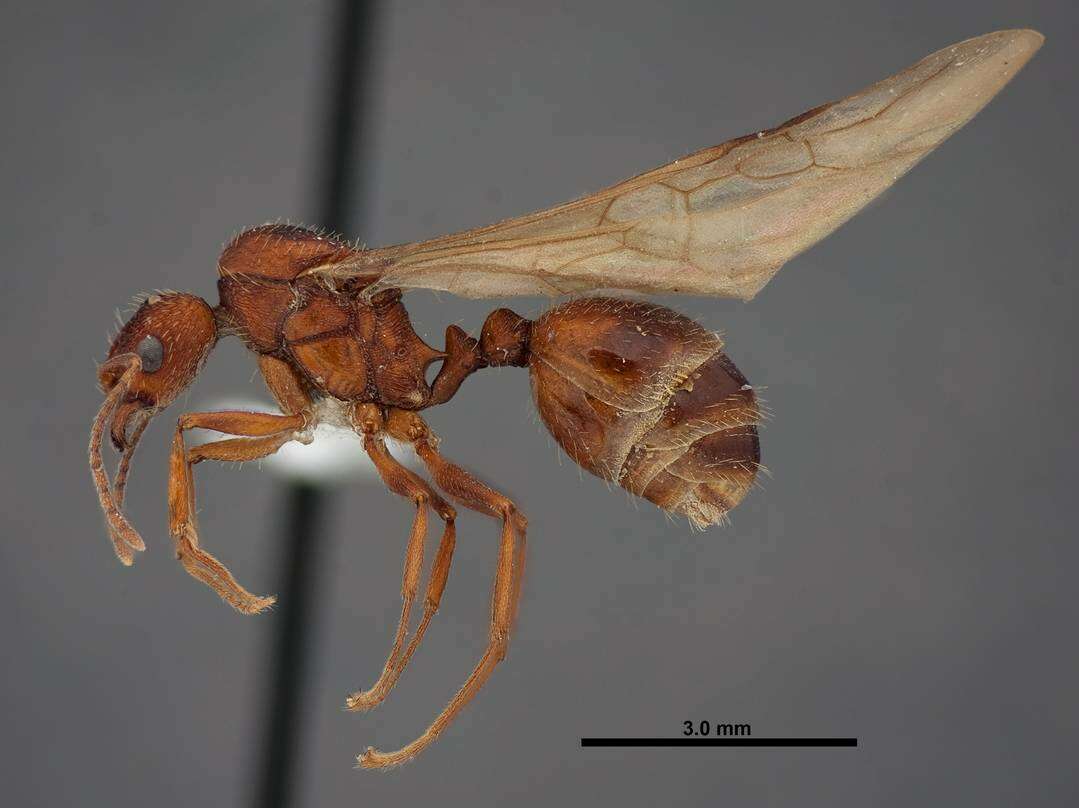 Слика од Aphaenogaster huachucana Creighton 1934