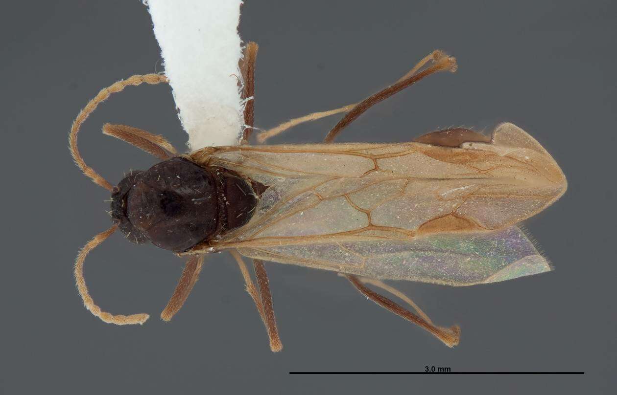 Image of Aphaenogaster huachucana Creighton 1934