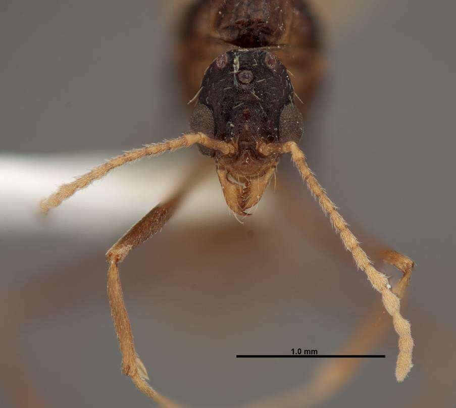 Image of Aphaenogaster huachucana Creighton 1934