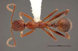 Image of Aphaenogaster huachucana Creighton 1934