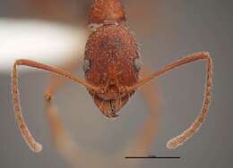 Image of Aphaenogaster huachucana Creighton 1934