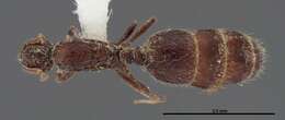 Image of Little Black Ant