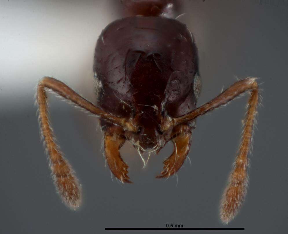 Image of Little Black Ant