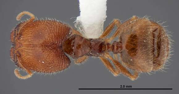 Plancia ëd Pheidole clementensis Gregg 1969