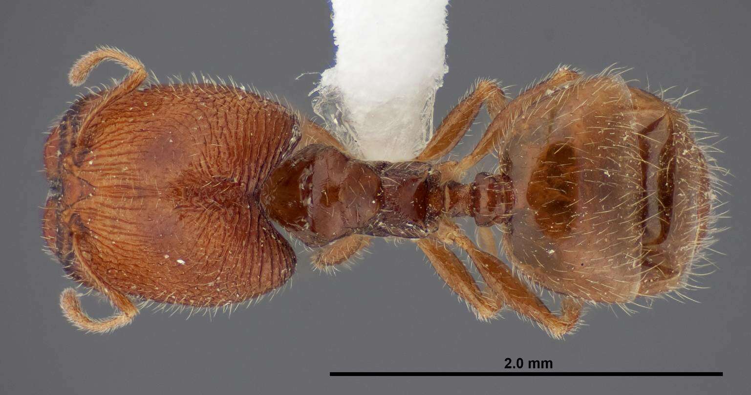 Image of Pheidole clementensis Gregg 1969