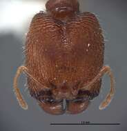 Image of Pheidole clementensis Gregg 1969