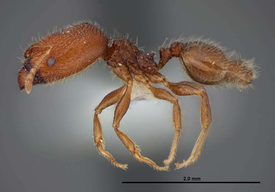 Image of Pheidole clementensis Gregg 1969