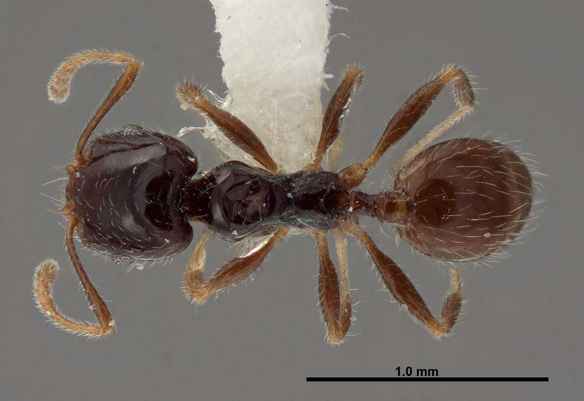 Image of Pheidole clementensis Gregg 1969