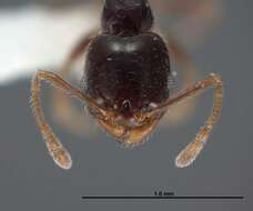 Image of Pheidole clementensis Gregg 1969