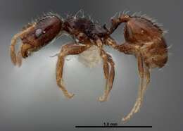 Image of Pheidole clementensis Gregg 1969