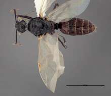 Image of Essig's Carpenter Ant