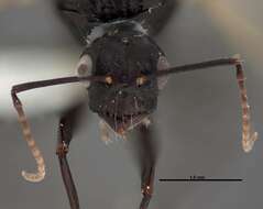 Image of Essig's Carpenter Ant