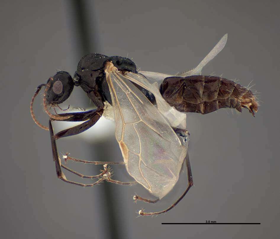 Image of Essig's Carpenter Ant