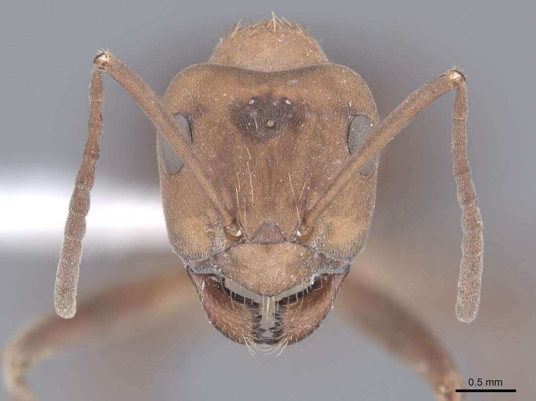 Image of Formica opaciventris Emery 1893