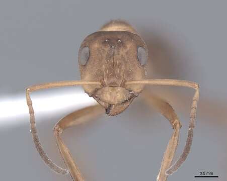 Image of wood ant