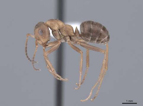 Image of wood ant