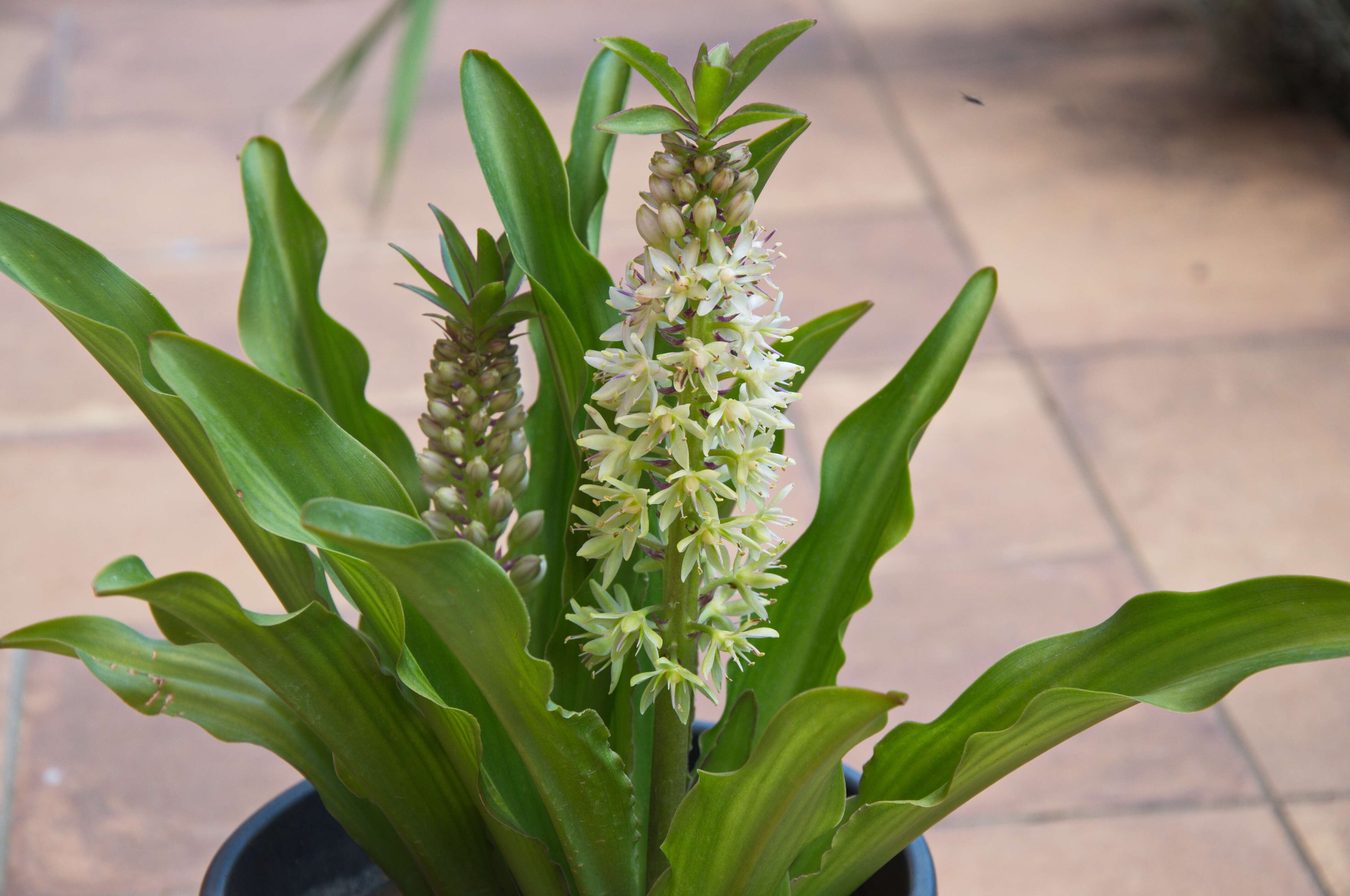 Imagem de Eucomis comosa (Houtt.) Wehrh.