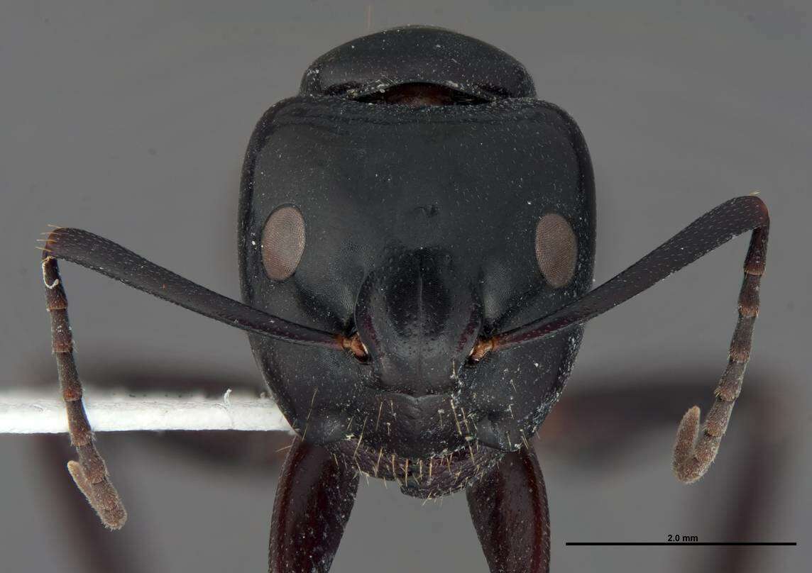 Plancia ëd Camponotus quercicola Smith 1954