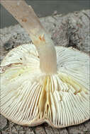 Image of Tricholoma lascivum (Fr.) Gillet 1874