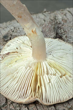 Image of Tricholoma lascivum (Fr.) Gillet 1874