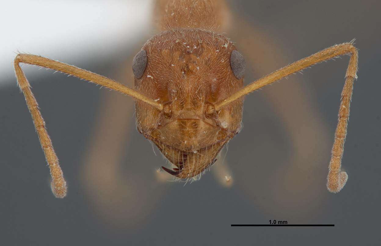 Image of Myrmecocystus wheeleri Snelling 1971