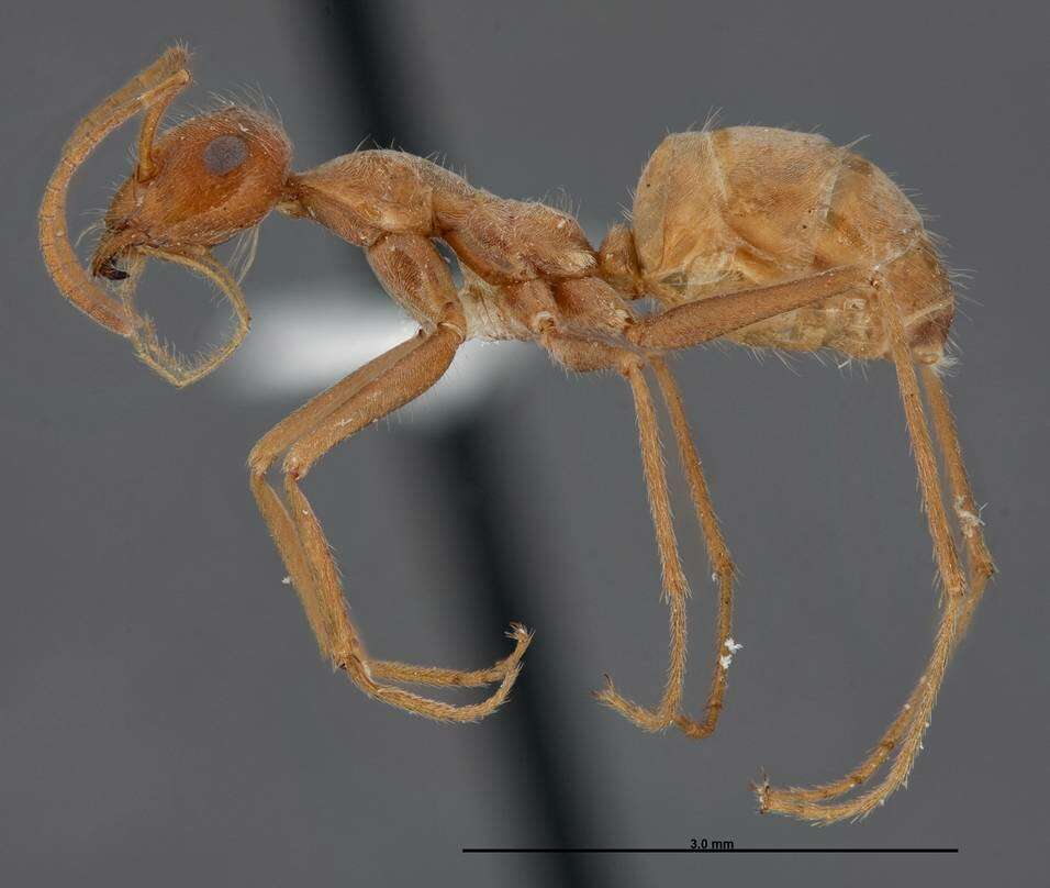 Image of Myrmecocystus wheeleri Snelling 1971