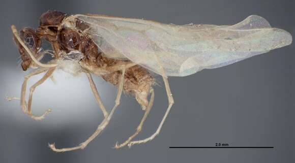 Image of Myrmecocystus ewarti Snelling 1971