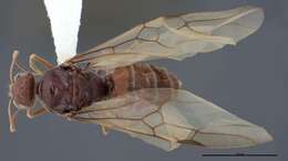 Image of Myrmecocystus creightoni Snelling 1971