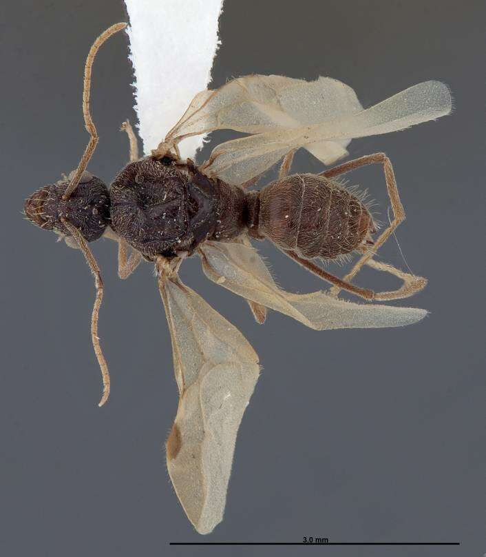 Image of Myrmecocystus creightoni Snelling 1971