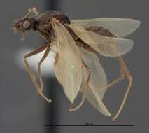 Image of Myrmecocystus creightoni Snelling 1971