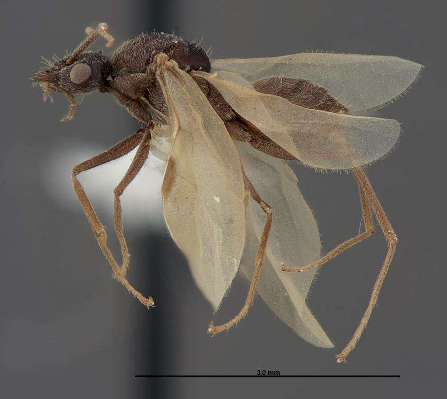 Image of Myrmecocystus creightoni Snelling 1971