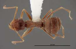 Image of Myrmecocystus creightoni Snelling 1971