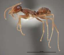 Image of Myrmecocystus creightoni Snelling 1971