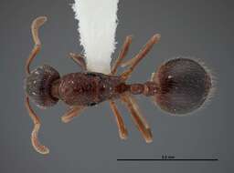 Imagem de Stenamma smithi Cole 1966