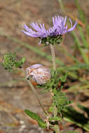 Image of Stokesia