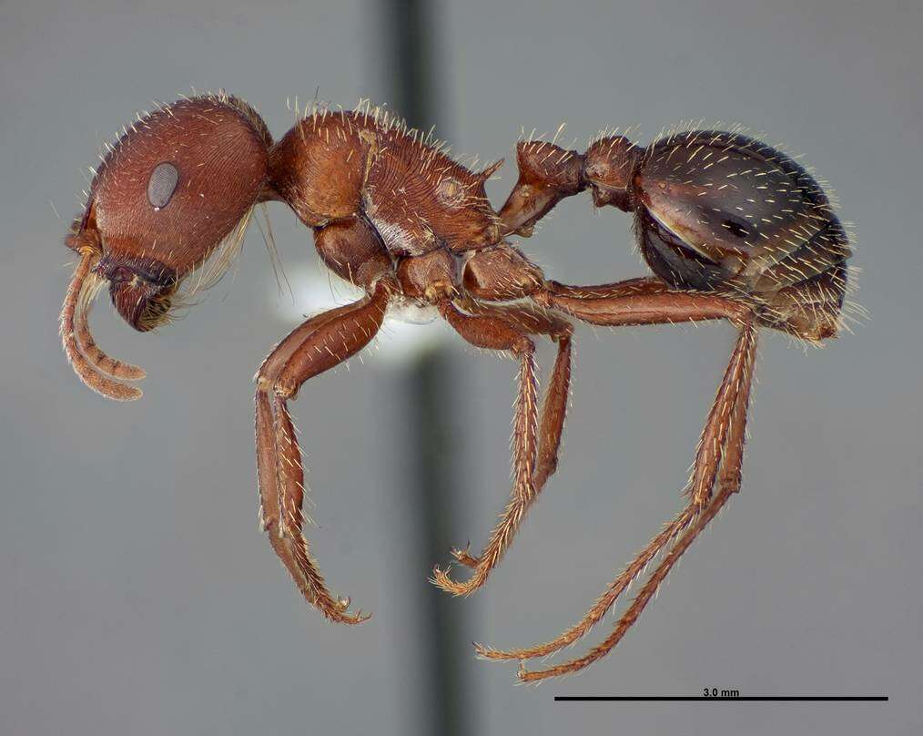 Image of Bicolored Harvester Ant