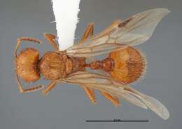 Pogonomyrmex anergismus Cole 1954 resmi