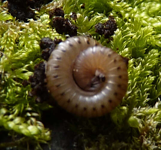 Image of Blunt-tailed Snake Millipede