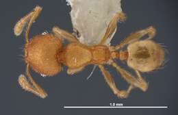 Image of Pheidole