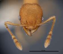 Image of Pheidole