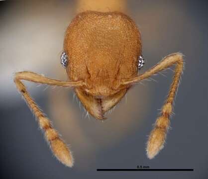 Image of Pheidole