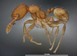 Image of Pheidole