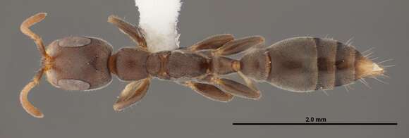 Imagem de Pseudomyrmex cubaensis (Forel 1901)