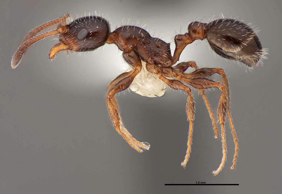 Image of <i>Temnothorax pergandei</i>